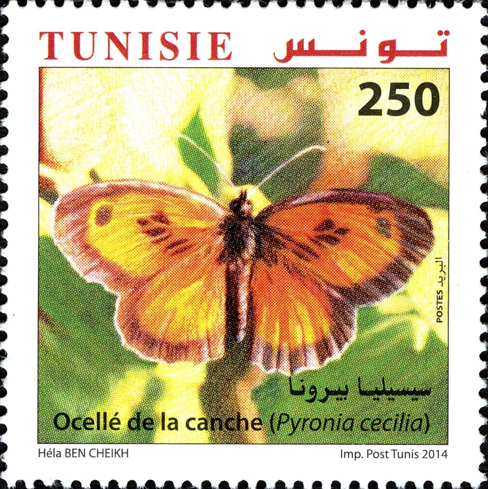Papillons de Tunisie : Pyronia Cécilia