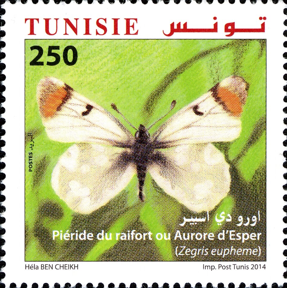 Papillons de Tunisie : Aurore d'esper