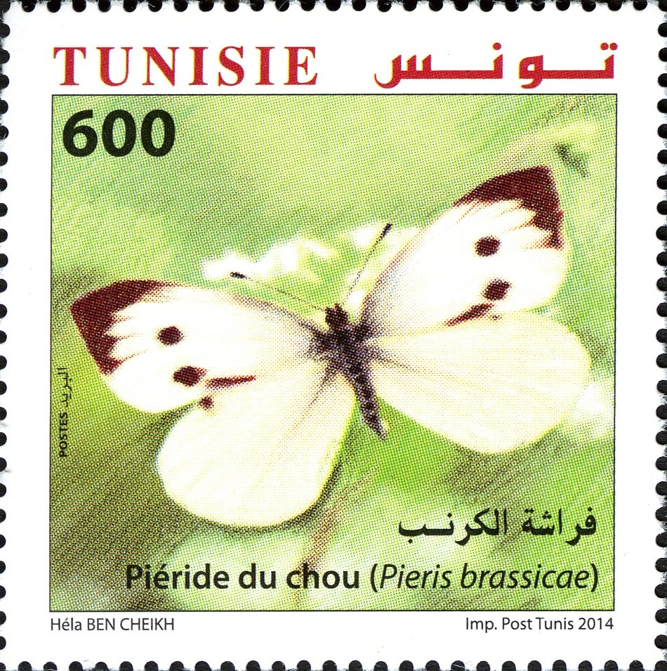 Papillons de Tunisie : Piéride du Chou