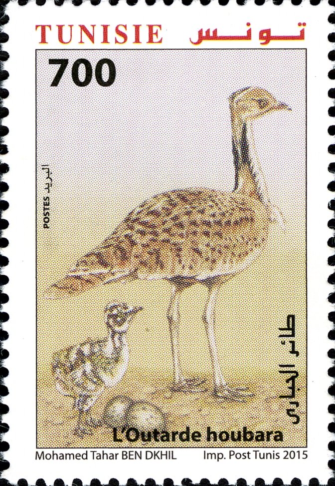 L'Outarde Houbara