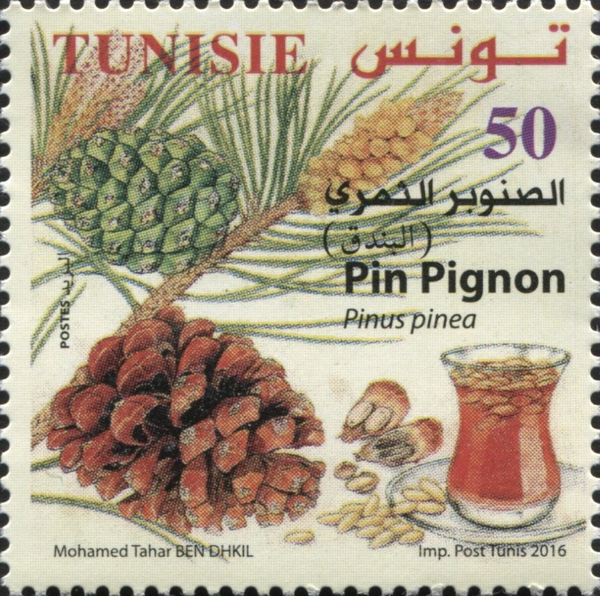Pin Pignon (pignon de Pin)