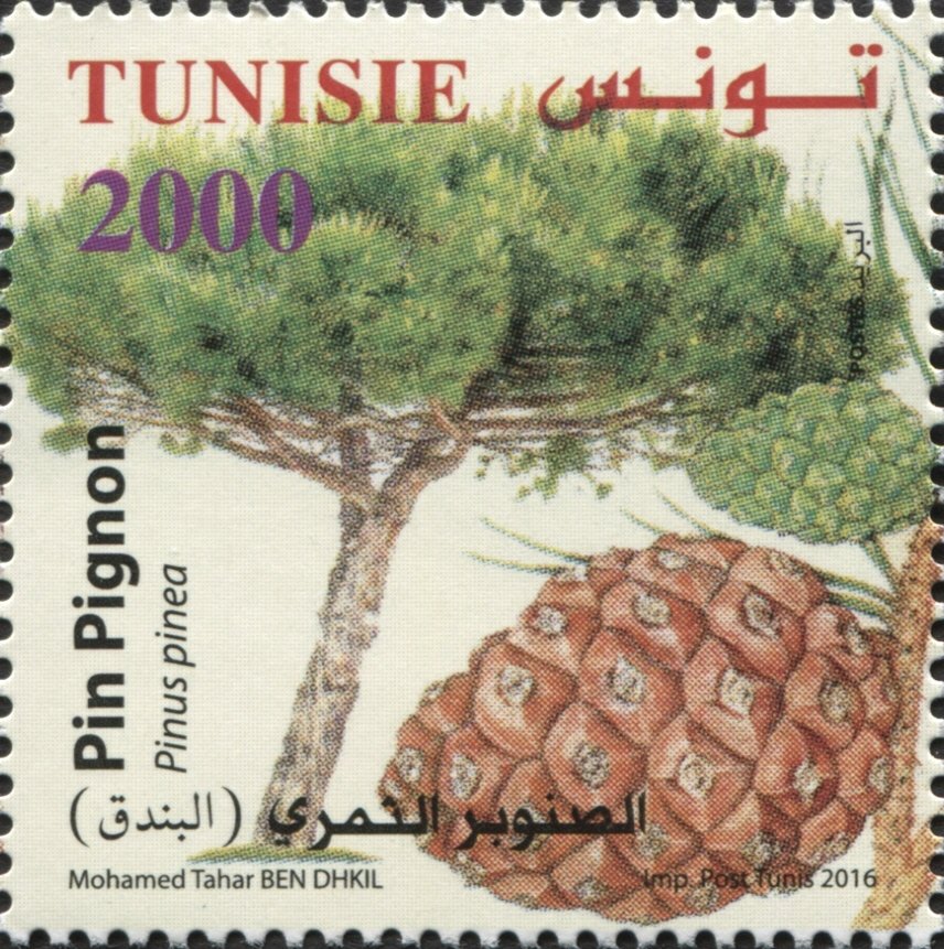 Pin Pignon (Arbre de pin de Pignon)