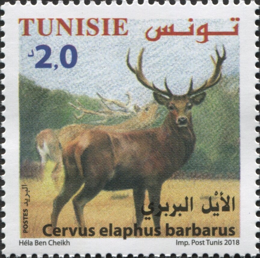 Le Cerf de Berbérie