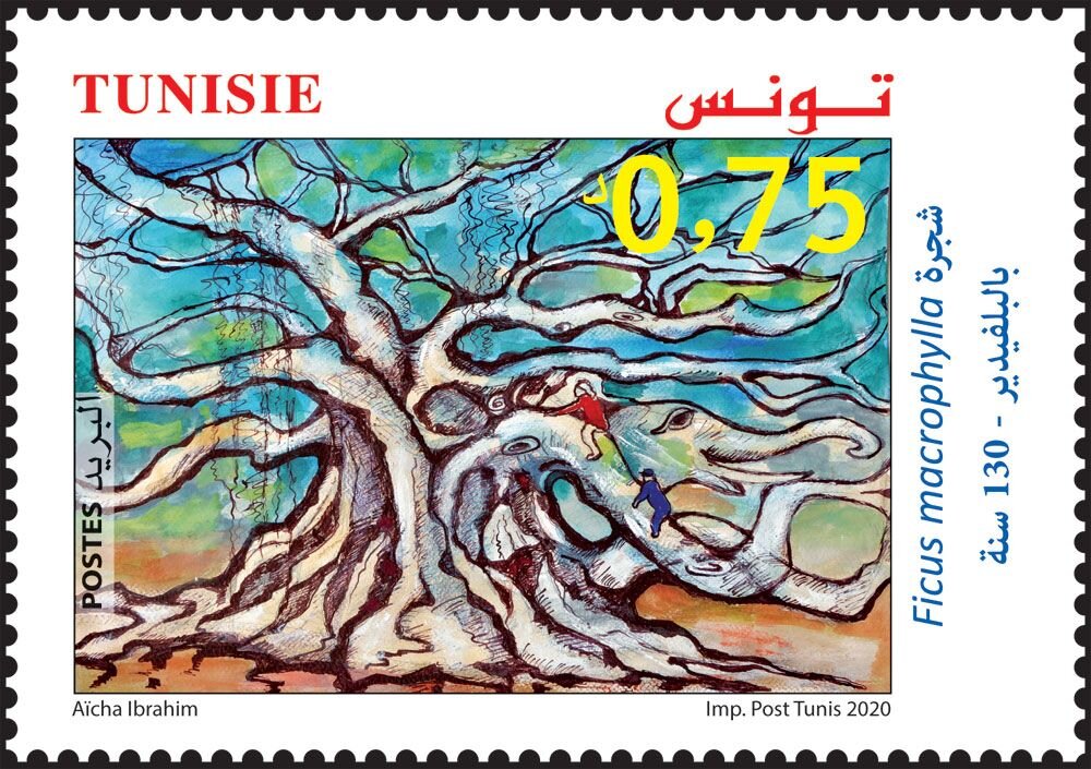 The Ficus Macrophylla at Belvedere Park - 130 years 