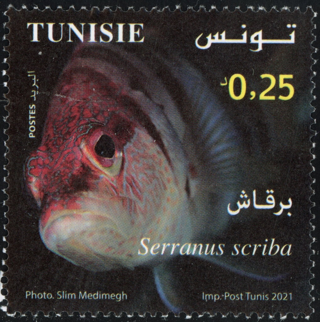 Serranus scriba (Serran écriture)