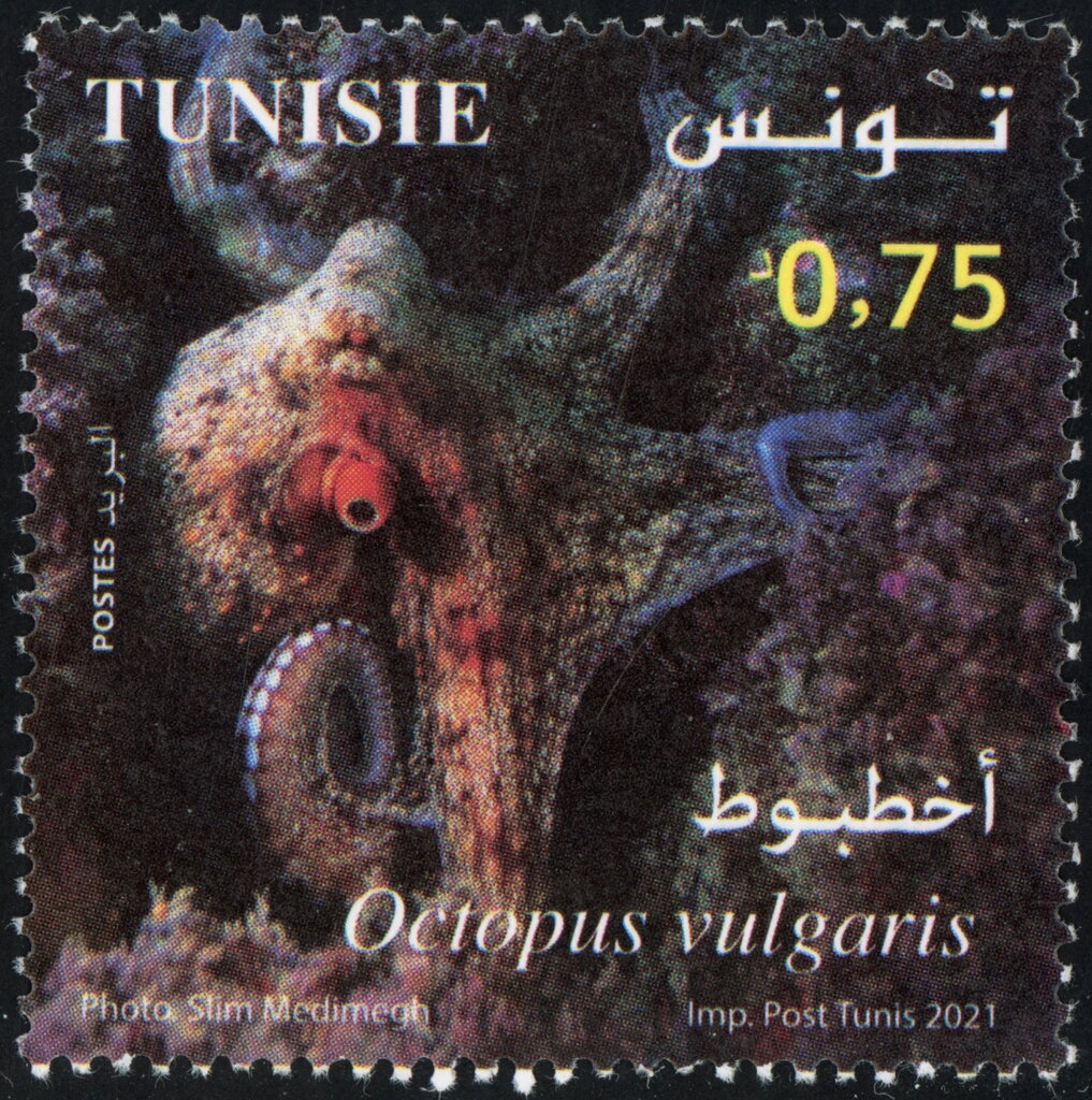 Serranus scriba (Serran écriture)