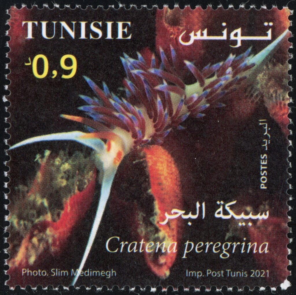 Cratena peregrina (Cratène voyageuse)