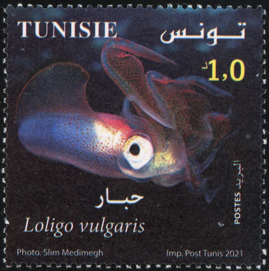 Loligo vulgaris (Encornet commun)