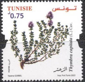 Thymbra capitata (Le Thym)