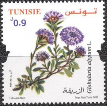 Globularia alypum (La Globulaire buissonnante)