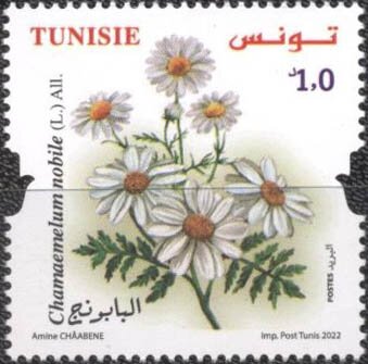 Chamaemelum nobile (La Camomille noble)