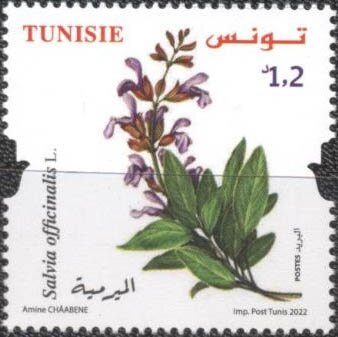 Salvia officinalis (La Sauge officinale)