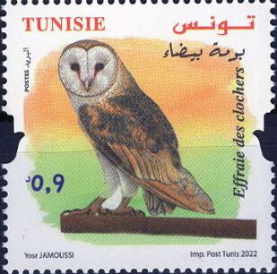 Effraie des clochers