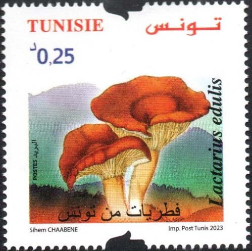 Lactarius edulis (Champignons de Tunisie)