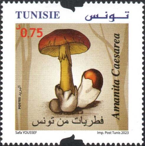 Amanita Caesarea (Champignons de Tunisie)