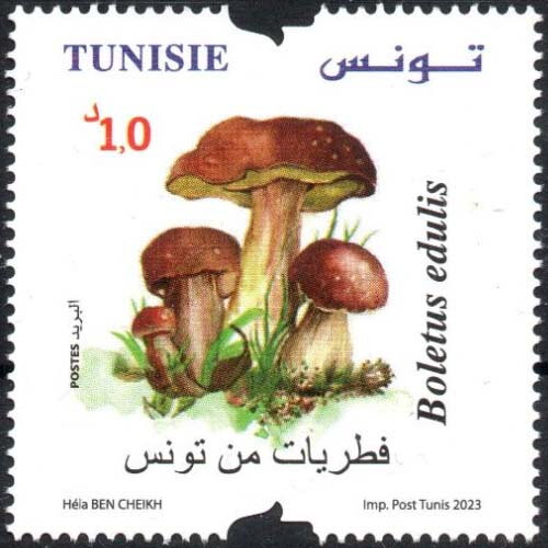Boletus edulis (Champignons de Tunisie)