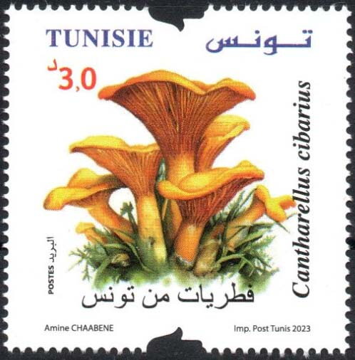 Cantharellus cibarius (Champignons de Tunisie)