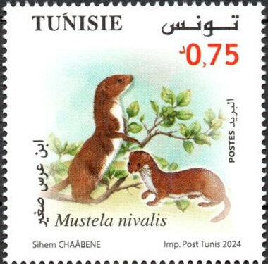Animaux en danger d’extinction - Mustela nivalis (Belette)