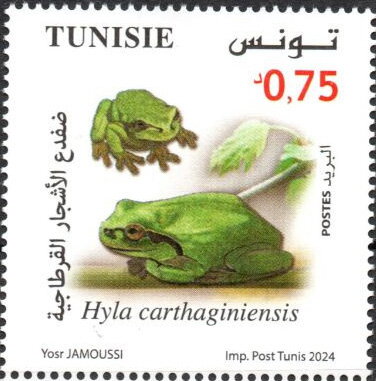 Animaux en danger d’extinction - Hyla carthaginiensis (Rainette de Carthage)