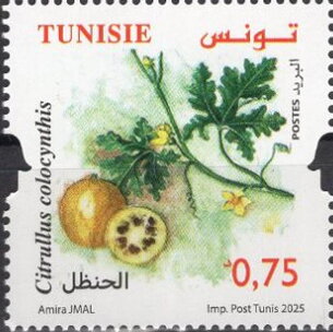 plante médicinale - Citrullus colocynthis