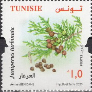 plante médicinale - Juniperus turbinata