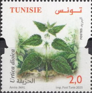 plante médicinale - Urtica dioica